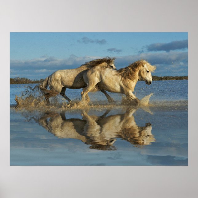 Poster Camargue, Chevaux et réflexion, Sud de la France (Devant)