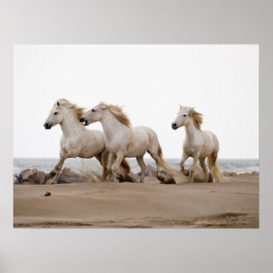 Poster Camargue Horses courir sur la plage