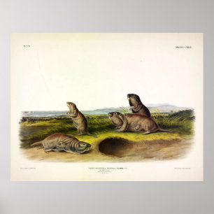 Poster Camas Rat (Northern Pocket Gopher) par Audubon