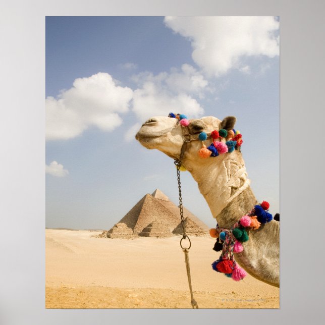 Poster Camel avec Pyramides Gizeh, Egypte (Devant)