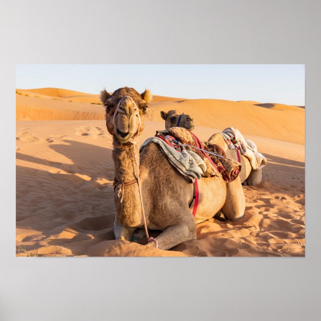 Poster Camel dans le désert d'Oman (Devant)