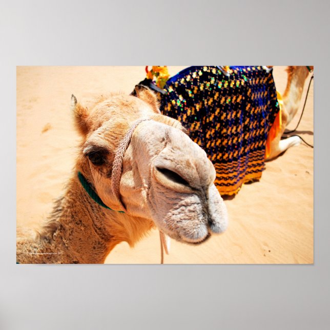 Poster Camel Dromédaire Arabe (Devant)