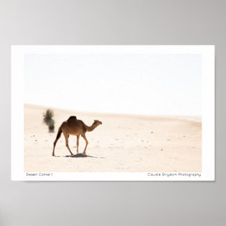 Poster Camel du désert 1