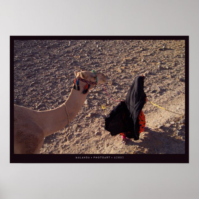 Poster Camel en Egypte (Devant)