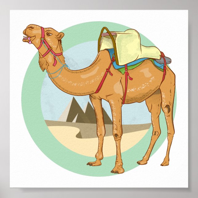 Poster Camel Giza Pyramids (Devant)