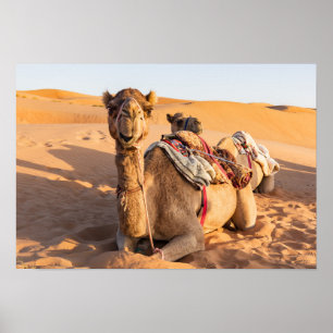 Poster Camel in Oman desert