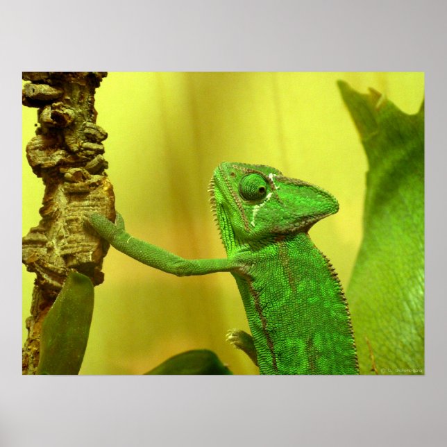 Poster caméléon (Devant)