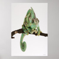 Caméléon aux couleurs vives avec caractéristique