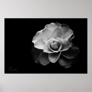 Poster camélia blanc BW
