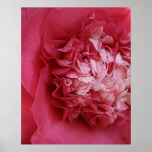 Poster Camélia de roses indien