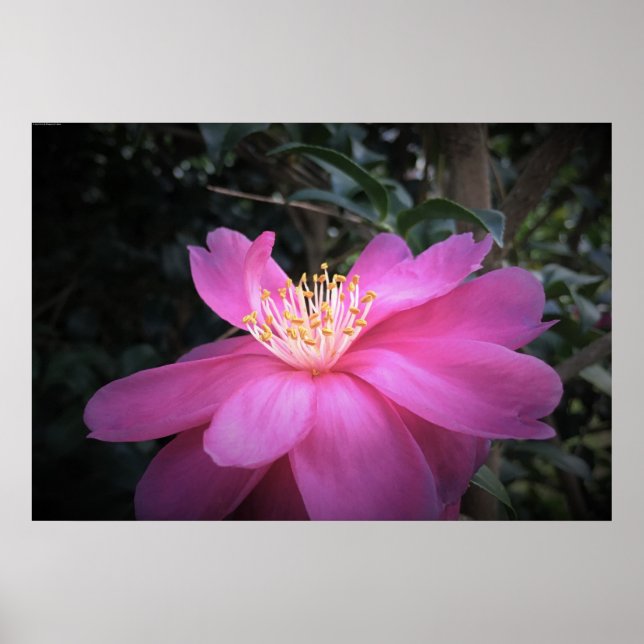Poster Camellia, (Devant)