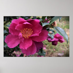 Poster Camellia,