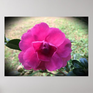 Poster Camellia,