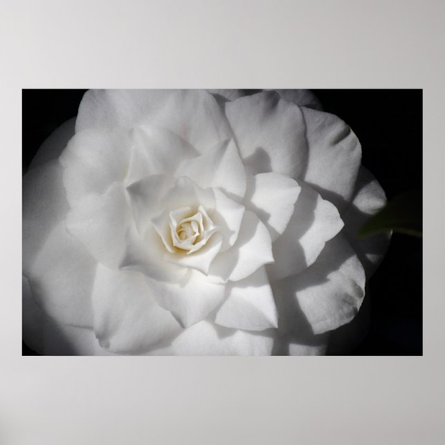 Poster Camellia blanche (Devant)