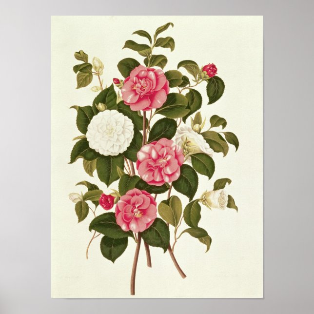 Poster Camellia de "Une monographie sur le genre" (Devant)