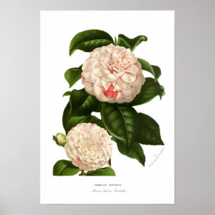 Poster Camellia japonaise