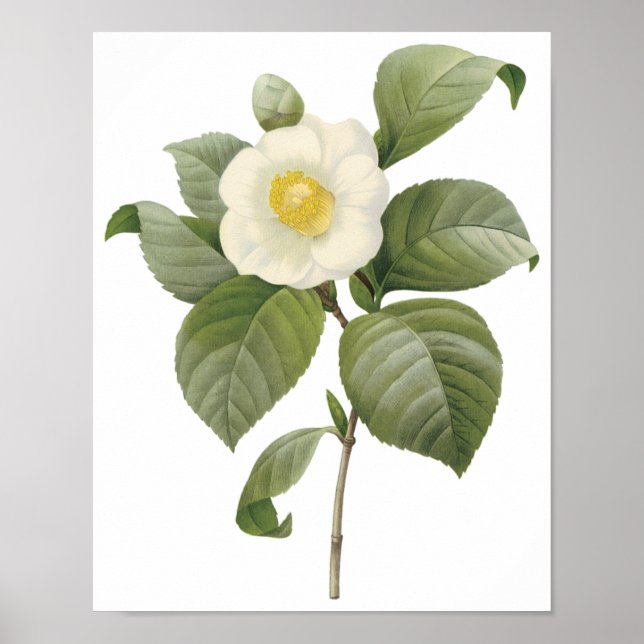 Poster Camellia Japonica (Devant)