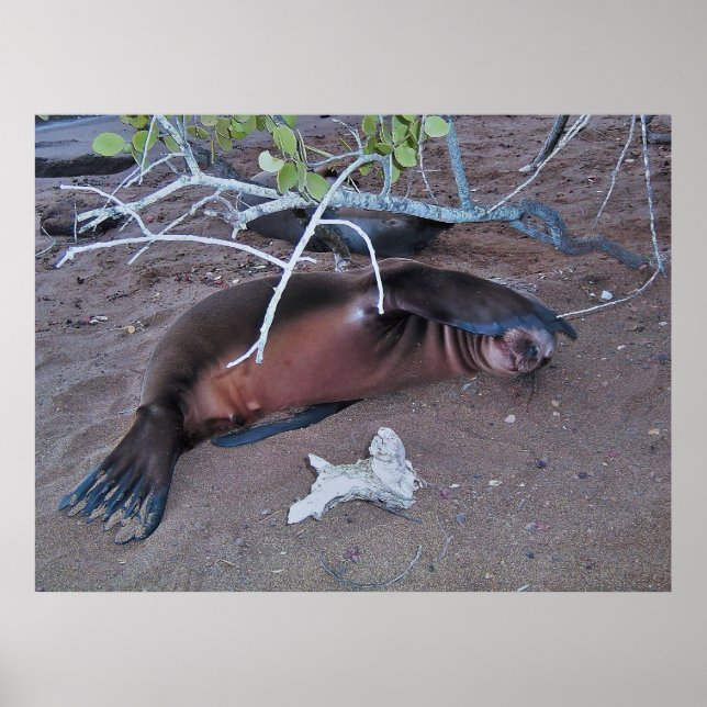 Poster Caméra Shy (Devant)