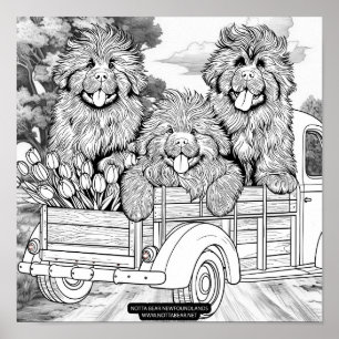 Poster Camion de ferme chiots Terre-Neuve avec tulipes