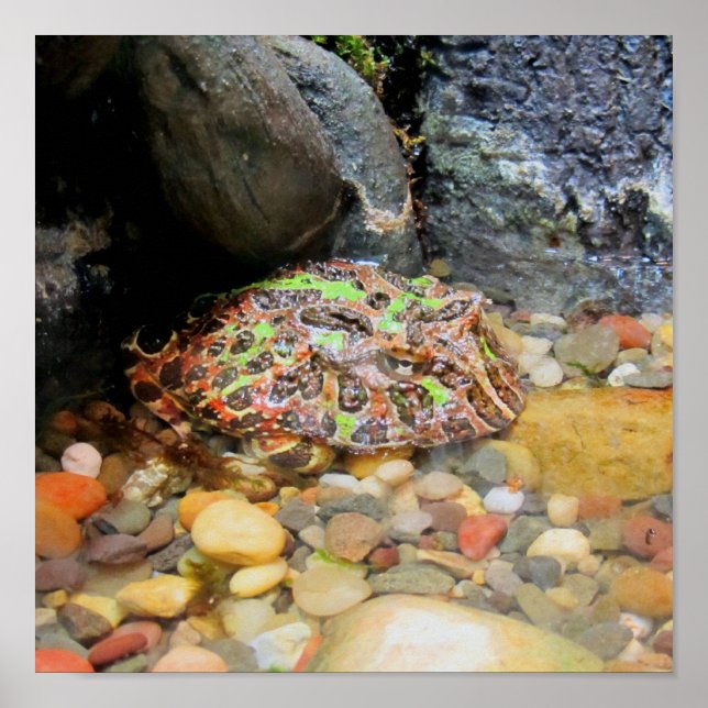 Poster Camo Frog (Devant)