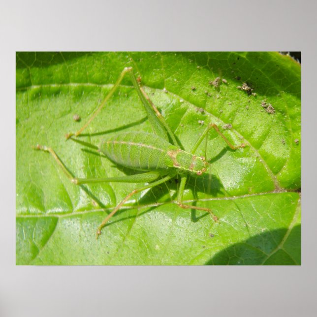 Poster Camouflage de cricket vert (Devant)