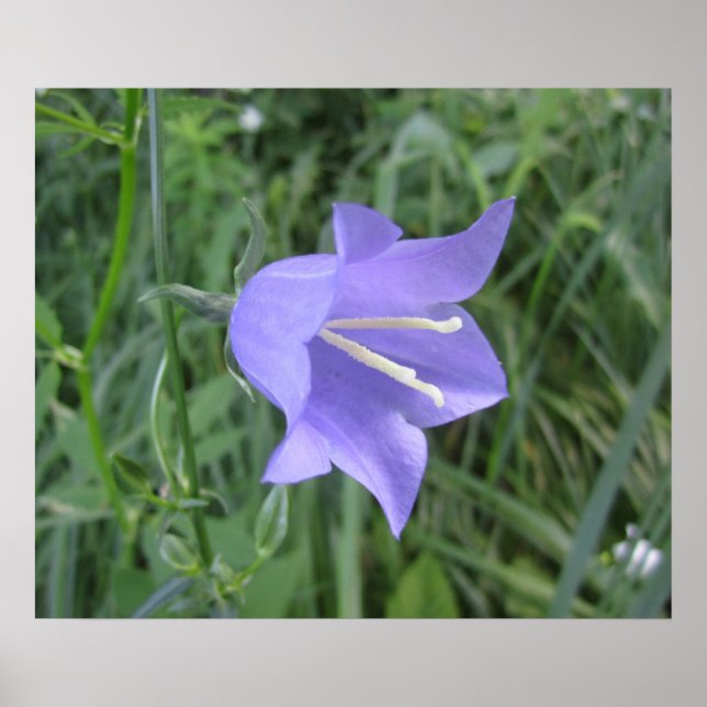 Poster Campanule (Devant)