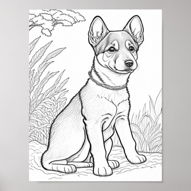 Poster Canaan Dog Adult Coloration (Devant)
