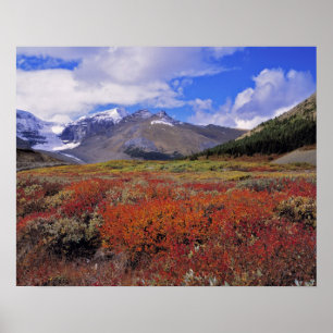 Poster Canada, Alberta, Banff NP. Huckleberries fleurisse