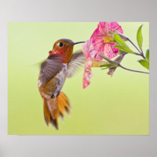 Poster Canada, British Columbia, Rufous Hummingbird