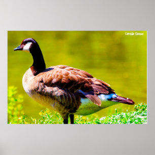 Poster Canada Goose