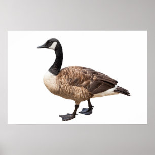 Poster Canada Goose