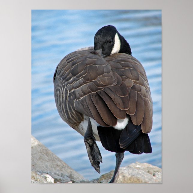 Poster Canada Goose (Devant)