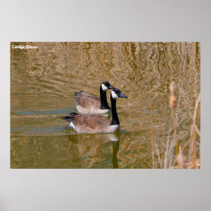 Poster Canada Goose