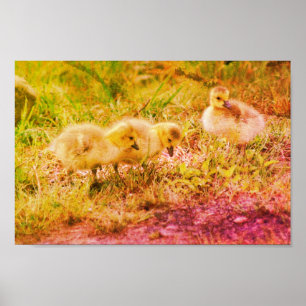 Poster Canada Goose Baby Faune Art