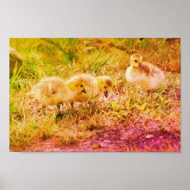 Poster Canada Goose Baby Faune Art (Devant)