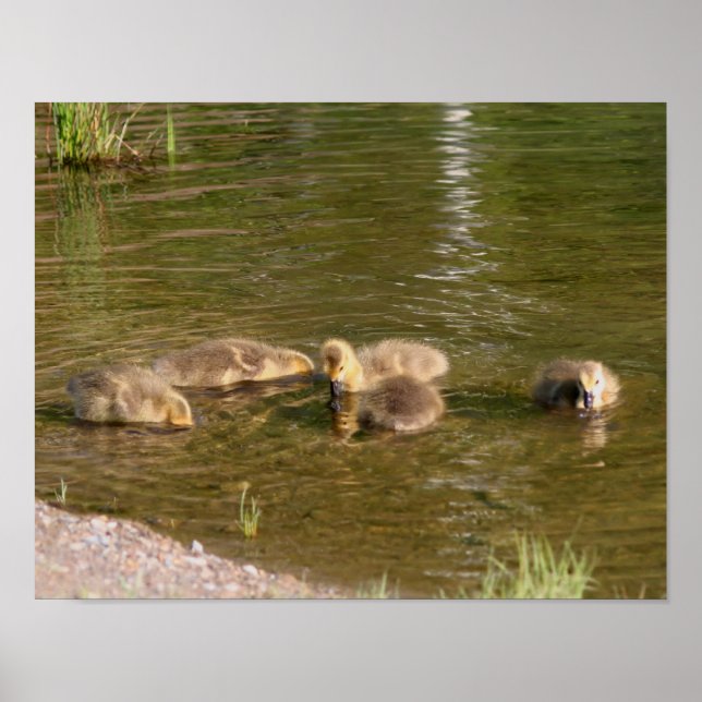 Poster Canada Goose Gosling Baby Faune (Devant)