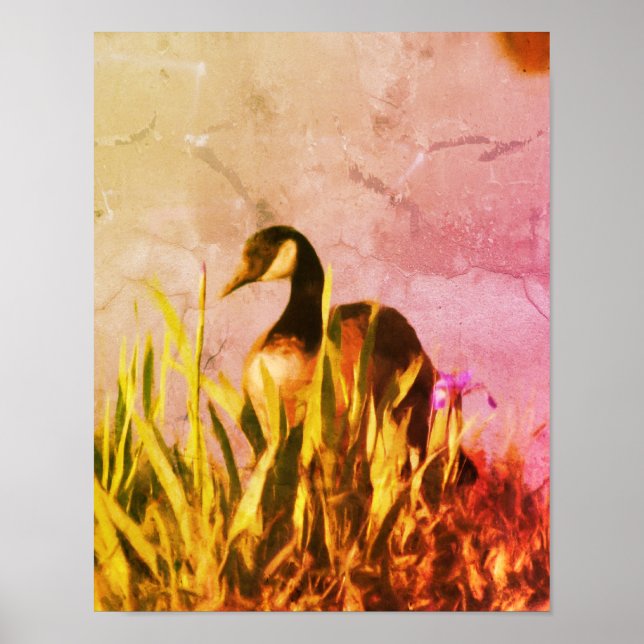 Poster Canada Goose Irises Distressed Nature Art (Devant)