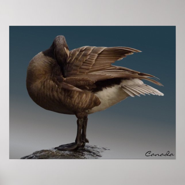Poster Canada Goose Poster Poster Souvenir Canada  (Devant)