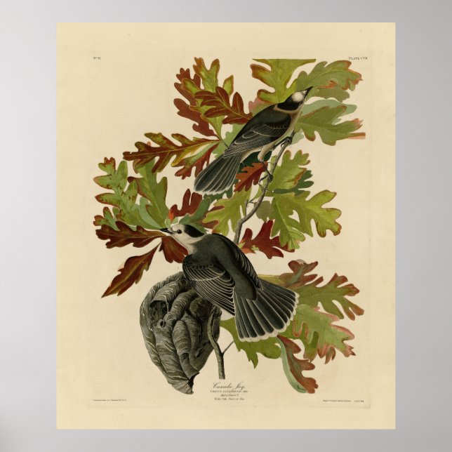 Poster Canada Jay (Grey Jay) - Audubon's Birds of America (Devant)