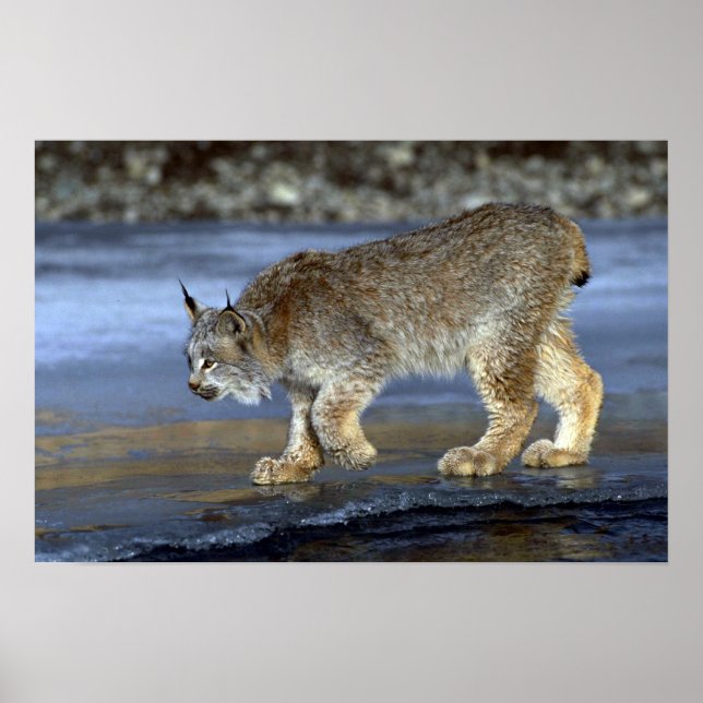 Poster Canada lynx, hiver (Devant)