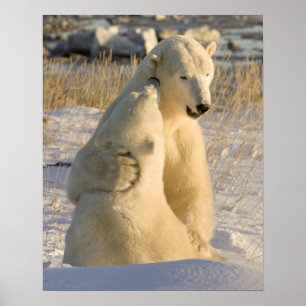 Poster Canada, Manitoba, Baie d'Hudson, Churchill.