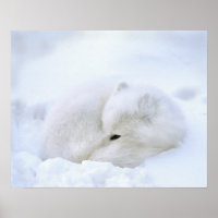 Canada, Manitoba, Churchill. Renard arctique