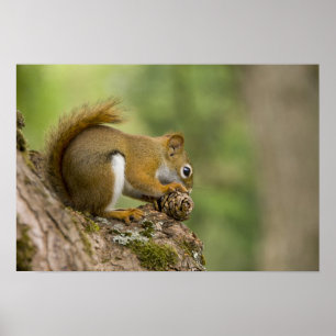 Poster Canada, Nouvelle-Écosse, Halifax. Jardins publics,