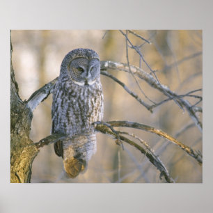 Poster Canada, Québec. Grand-duc perché sur un arbre