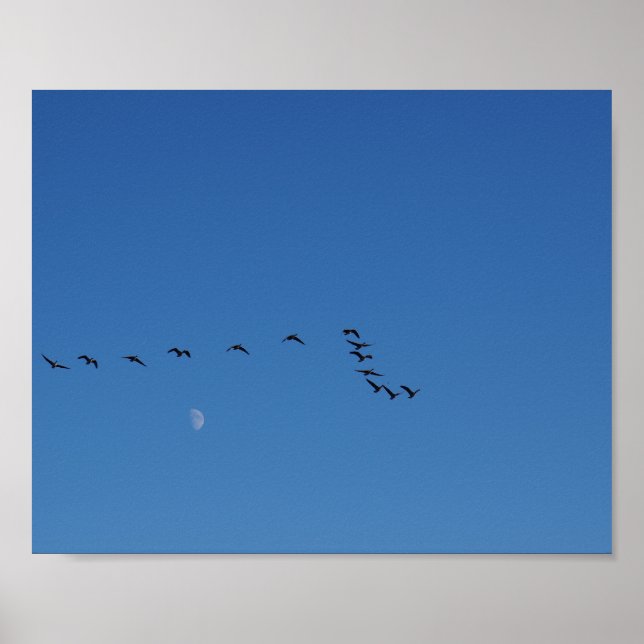 Poster Canadian geese   (Devant)