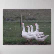 Canard