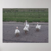Canard