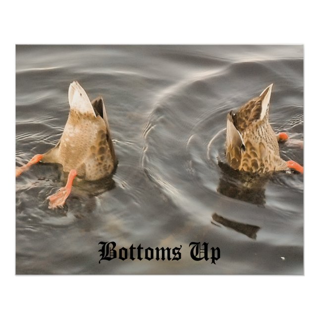 Poster Canard (Devant)