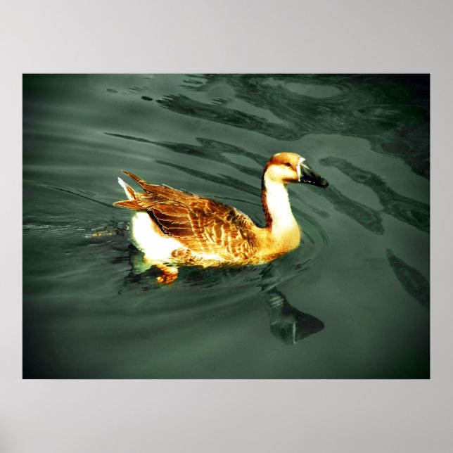 Poster Canard (Devant)