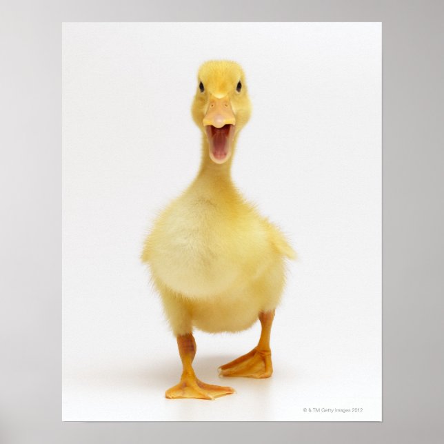Poster Canard (Devant)